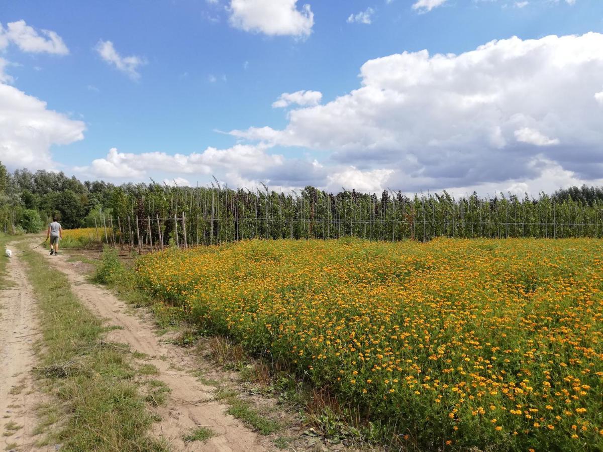 Wetteren B&B De Stuifduinen מראה חיצוני תמונה